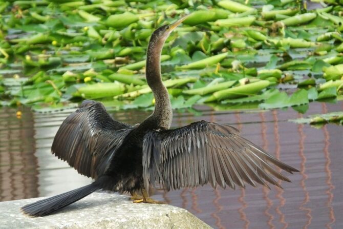Anhinga (Anhinga anhinga)