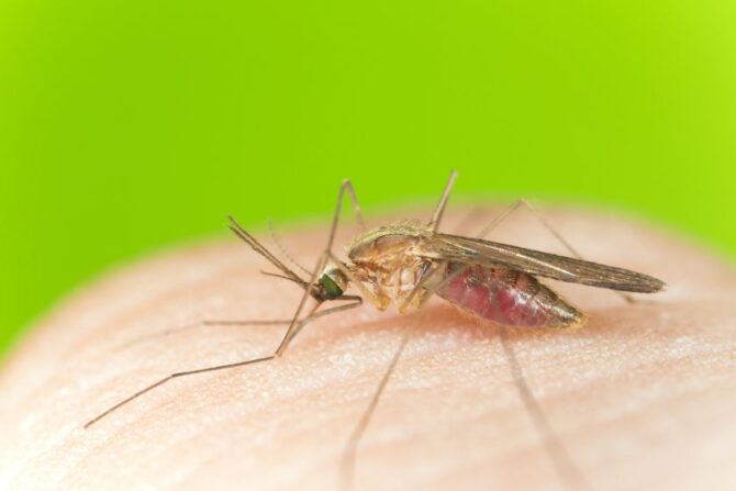 Anopheles Mosquito (Anopheles) Up Close Sucking Blood from Human