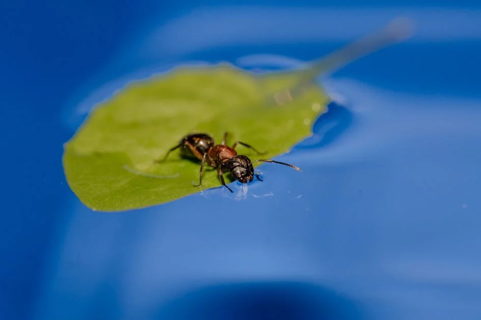 Ant on a floating leaf on water