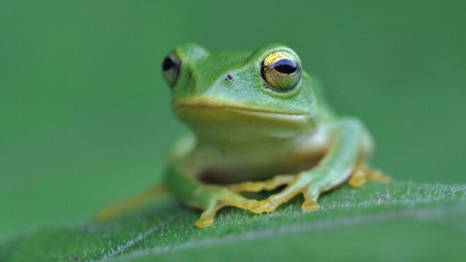 Are Frogs Smart? Frog Intelligence Explained