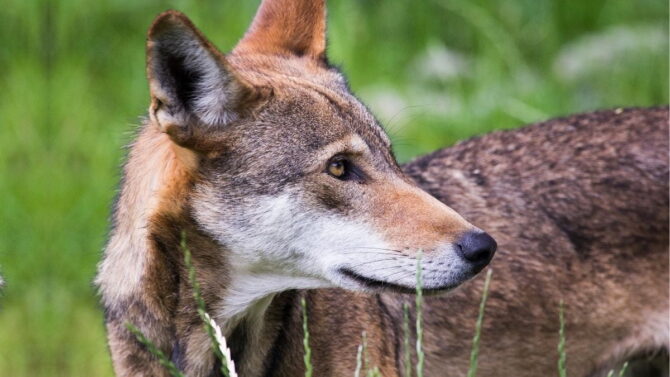 are-there-wolves-in-alabama