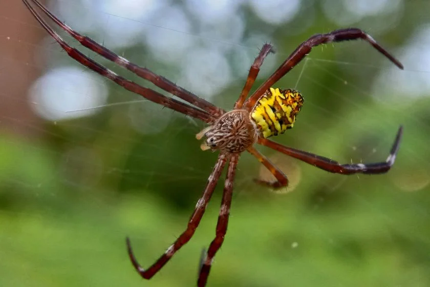 Argiope appensa Spider Close View