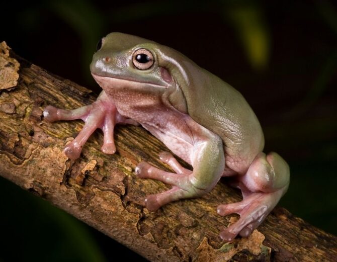 White's Tree Frog Changed Color to Brown