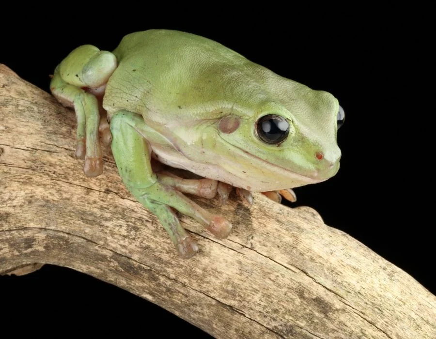 Australian White's Tree Frog (Litoria caerulea) on Branch