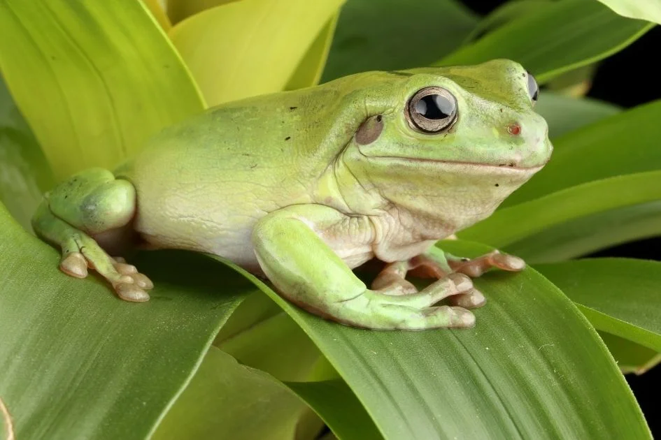 Australian Green Tree Frog on Green Leaf