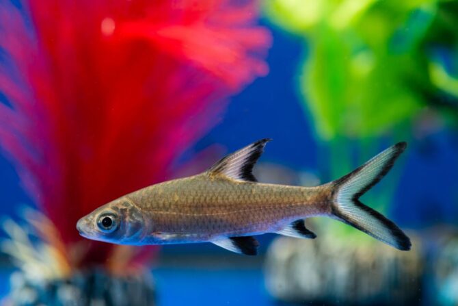 Bala Shark or Silver Shark Swimming in Aquarium