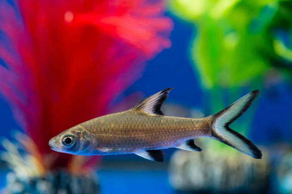 Bala Shark or Silver Shark Swimming in Aquarium