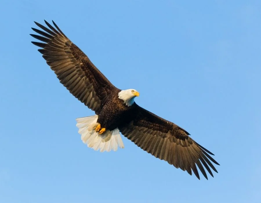 Bald Eagle Flying High (Haliaeetus leucocephalus)