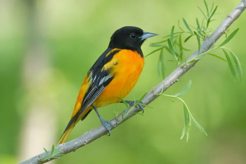 Baltimore Oriole (Icterus galbula)