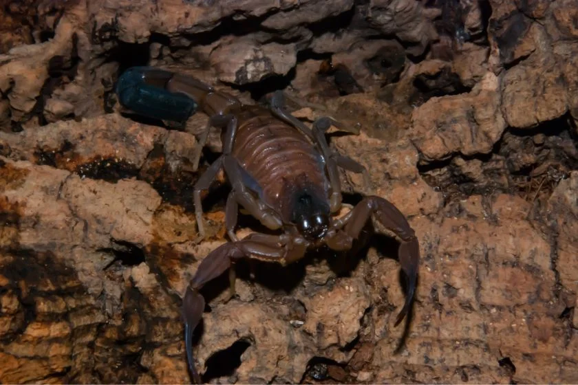 Bark Scorpion (Centruroides sculpturatus) on Log
