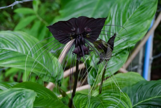 Bat Flower Plant (Tacca chantrieri)