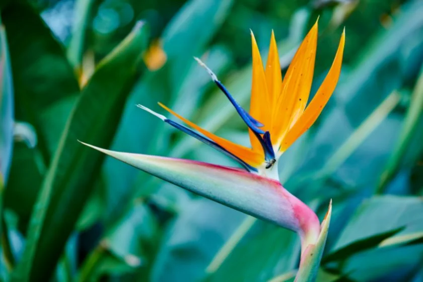 Bird of Paradise Flower Plant (Strelitzia reginae)