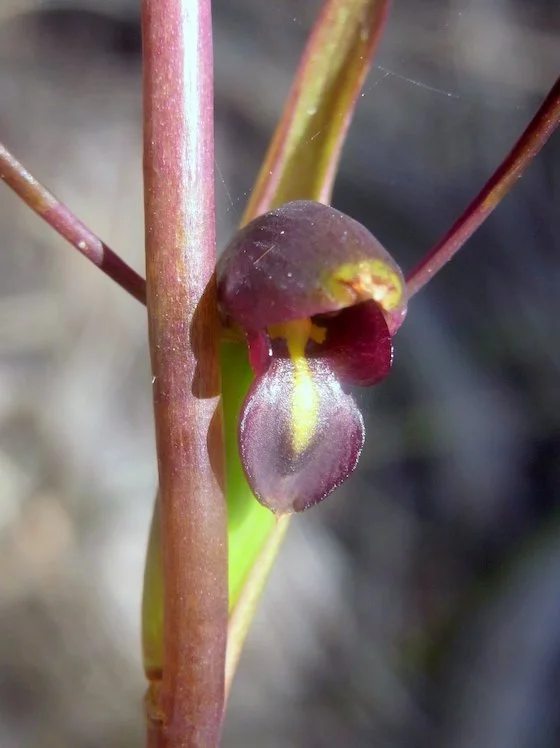 Bird's Mouth Orchid (Orthoceras strictum)