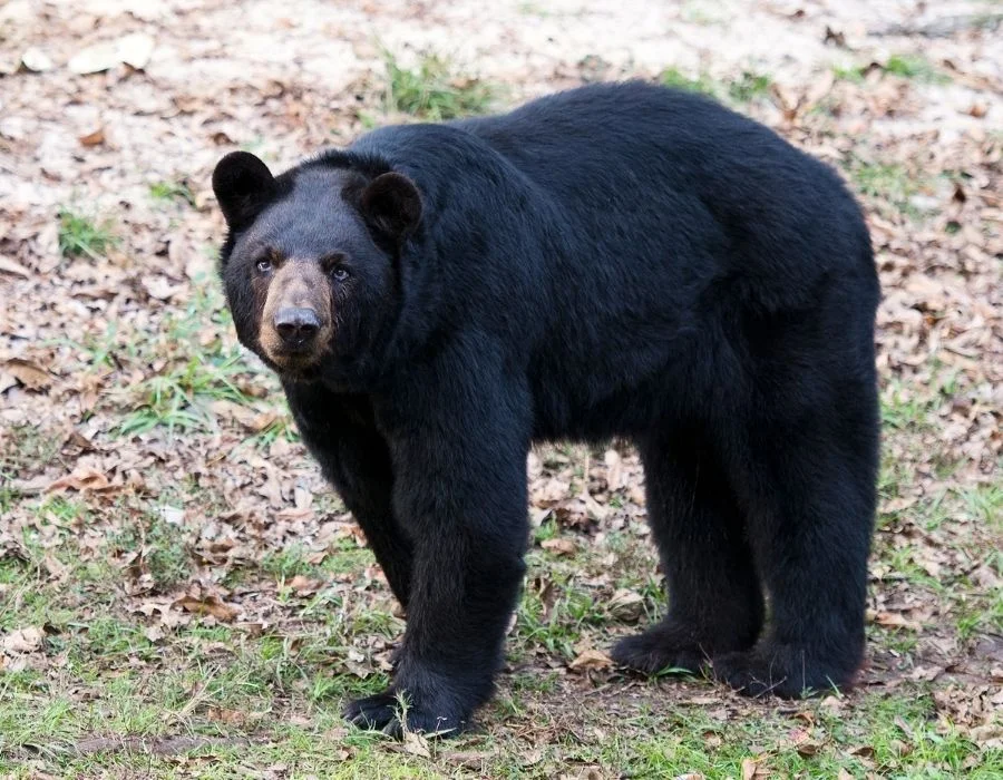 Black Bear (Ursus Americanus) Enjoying its Natural Environment