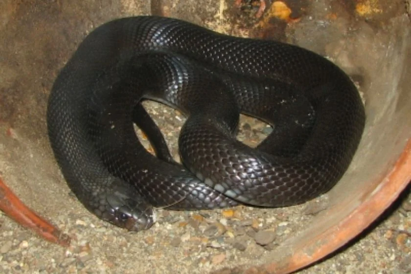 Black Desert Cobra (Walterinnesia aegyptia)