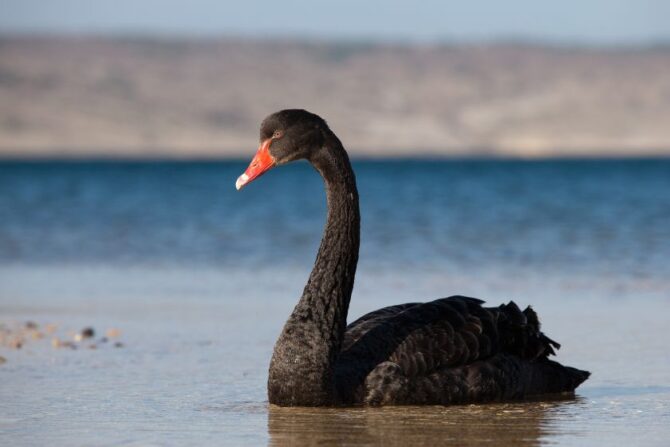 Black Swan (Cygnus atratus)