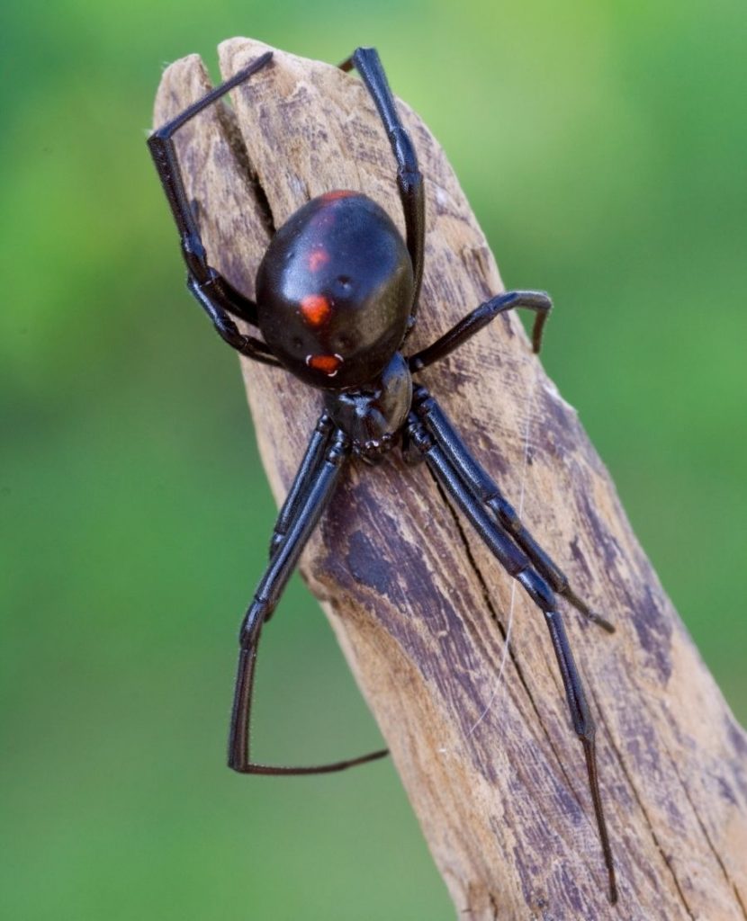 Black Widow Spider (Lactrodectus mactans)