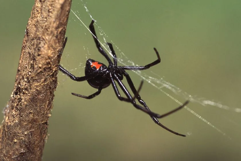 Black Widow Spider (Lactrodectus variolus)