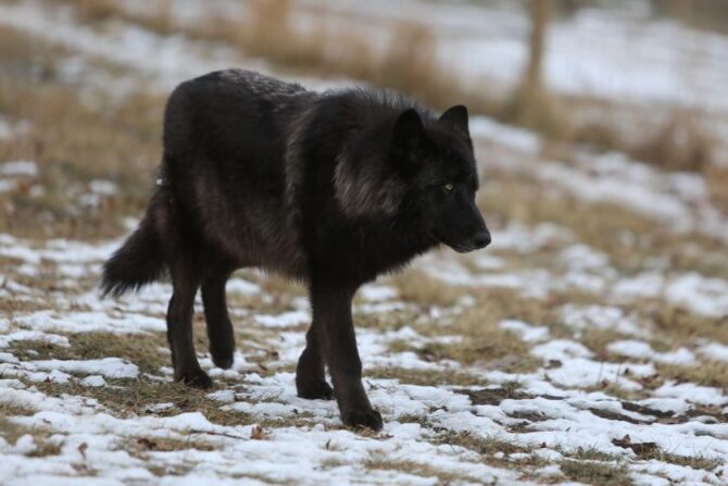 Black Wolf in the Wild