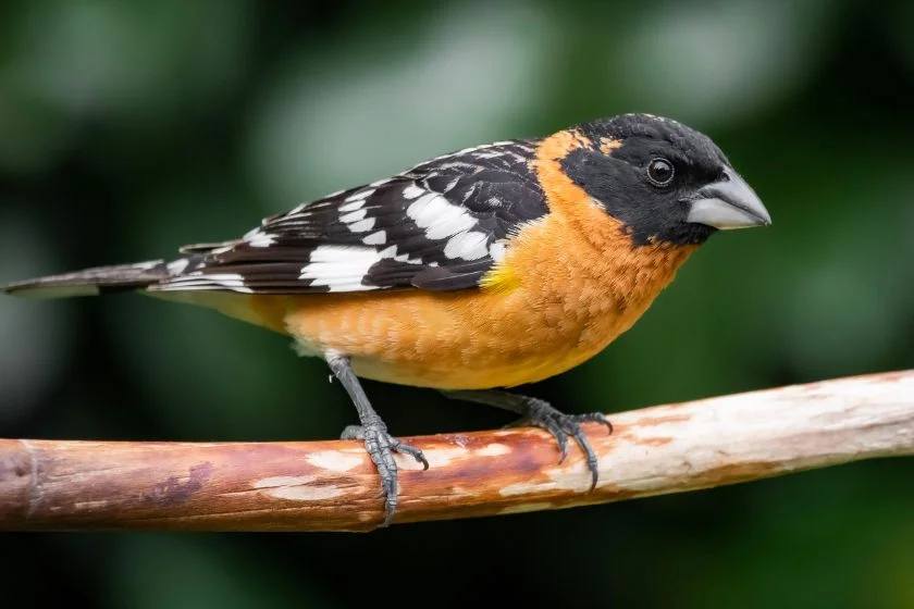 Black-headed Grosbeak (Pheucticus melanocephalus)