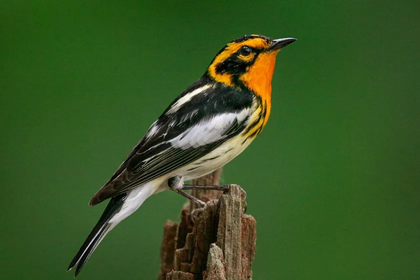 Blackburnian Warbler (Setophaga fusca)