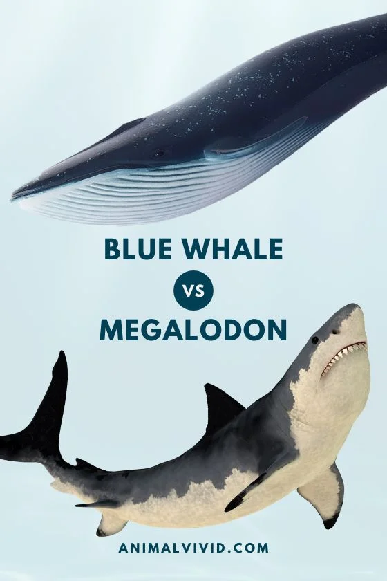 Blue Whale Vs Megalodon Comparison