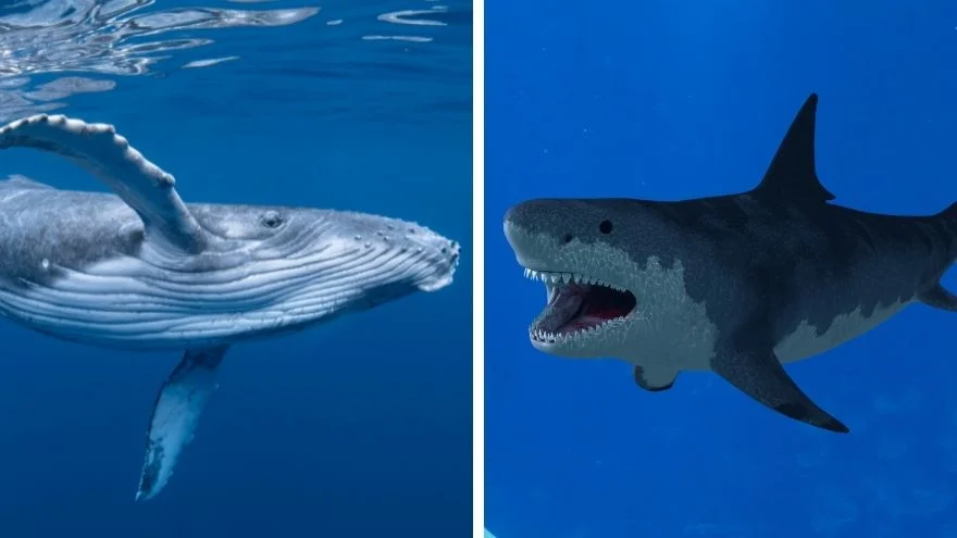 Blue Whale Vs Megalodon Who Would Win