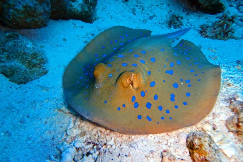 Bluespotted Ribbontail Ray Swimming Underwter
