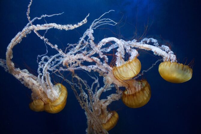 Box Jellyfish (Tripedalia cystophora) Underwater