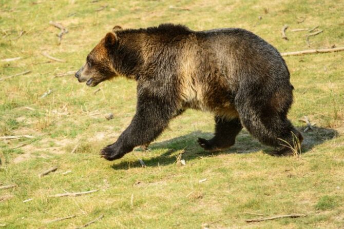 Brown Bear Running Fast