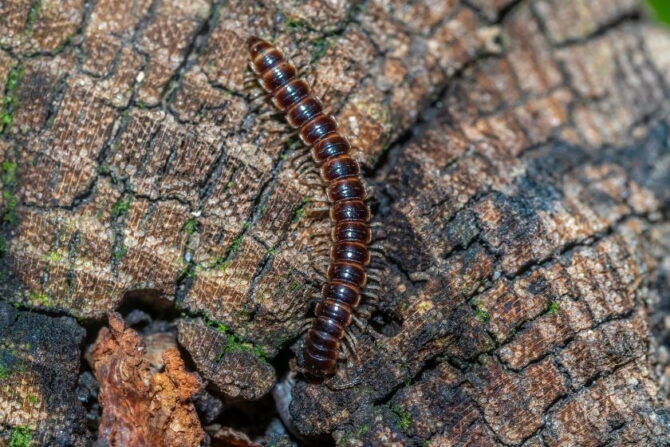 Brown Centipede (Lithobius forficatus) on Log