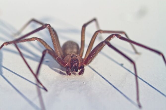 Close View of Brown Recluse Spider (Loxosceles reclusa)