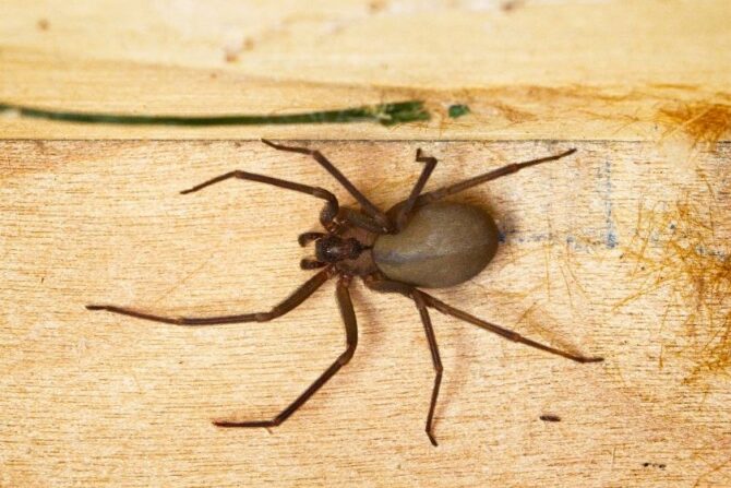 Brown Recluse Spider on Wooden Board