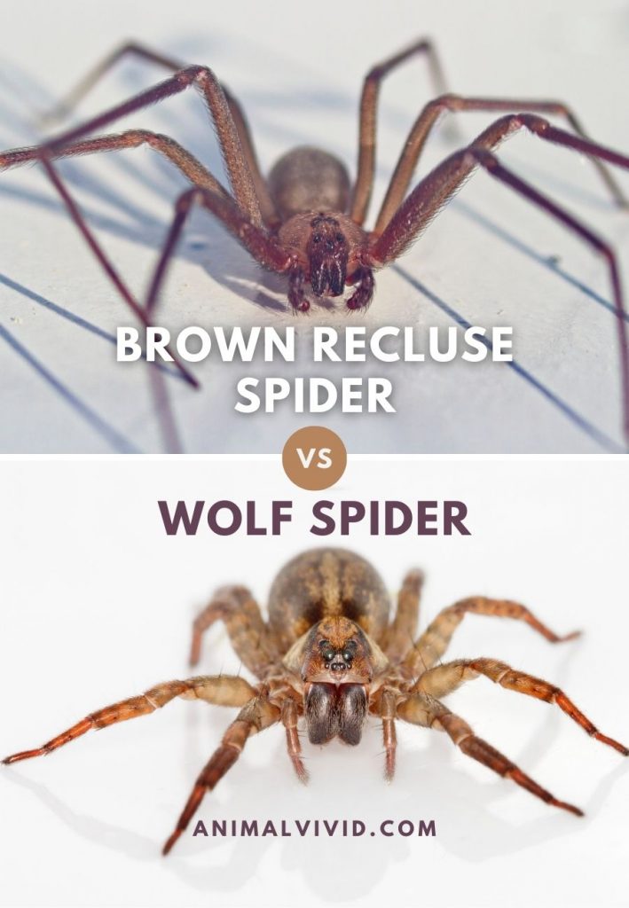 wolf spider size comparison