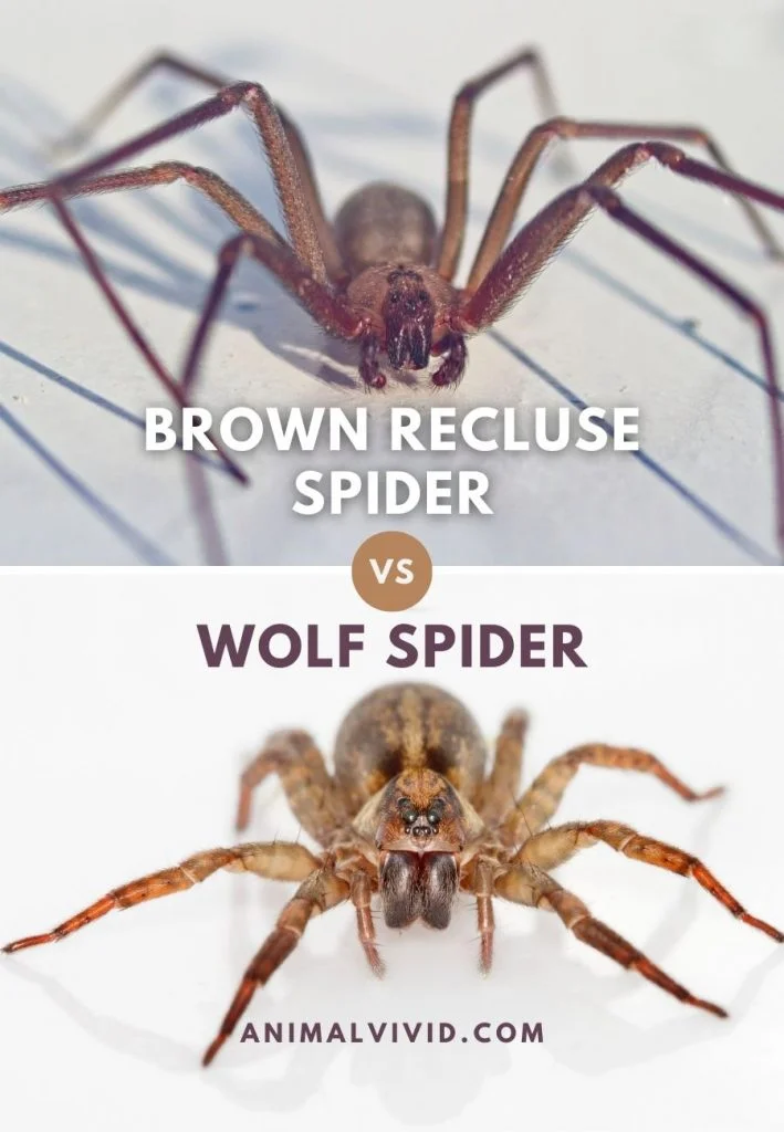 Brown Recluse Spider vs Wolf Spider Comparison