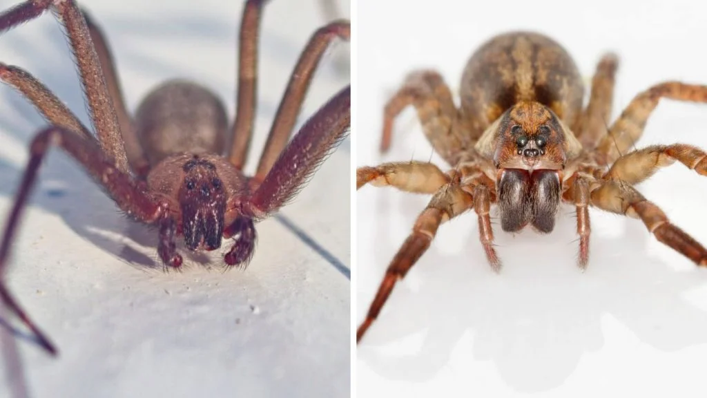 Brown Recluse Vs Wolf Spider 7 Differences & Similarities
