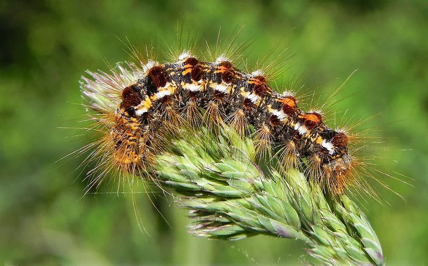 Browntail Moth Caterpillar (Euproctis chrysorrhoea) on Plant