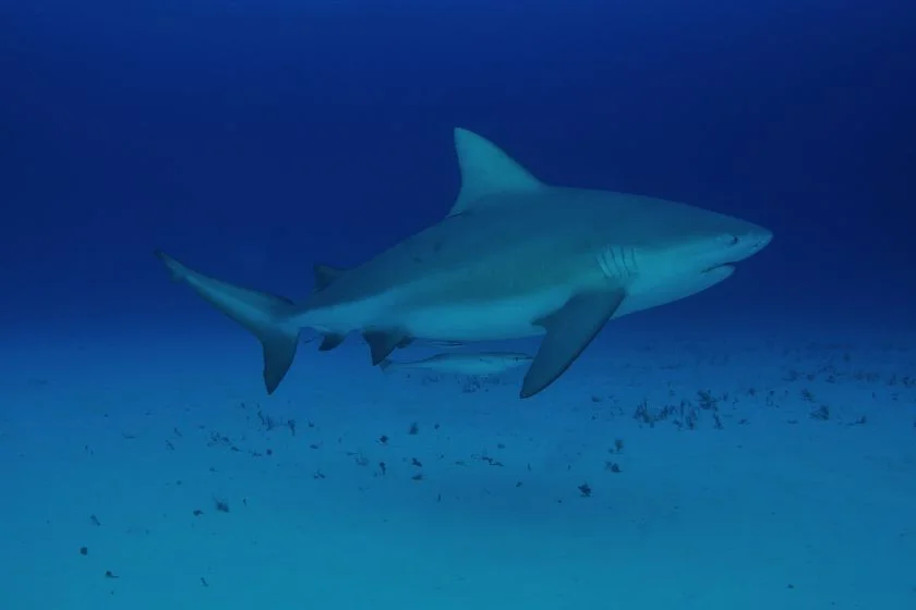 Bull Shark Swimming in Deep Waters