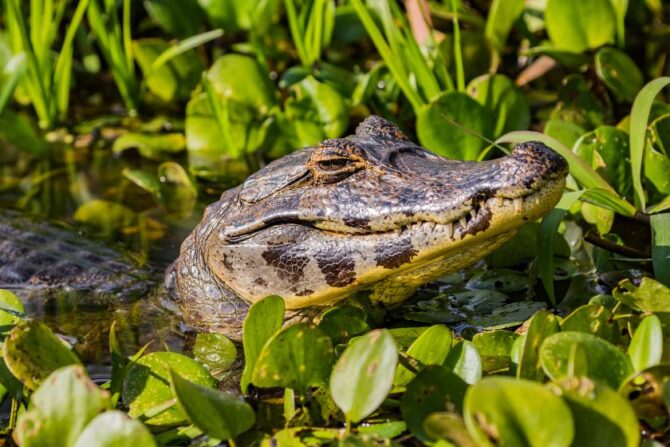 Caimans (Caiman Crocodilus) in River