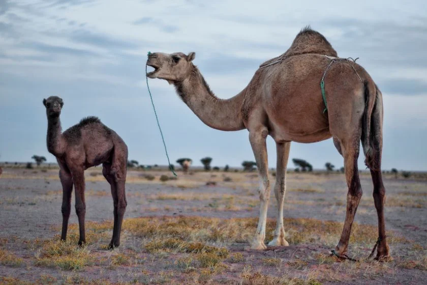 Camel (Camelus dromedarius)