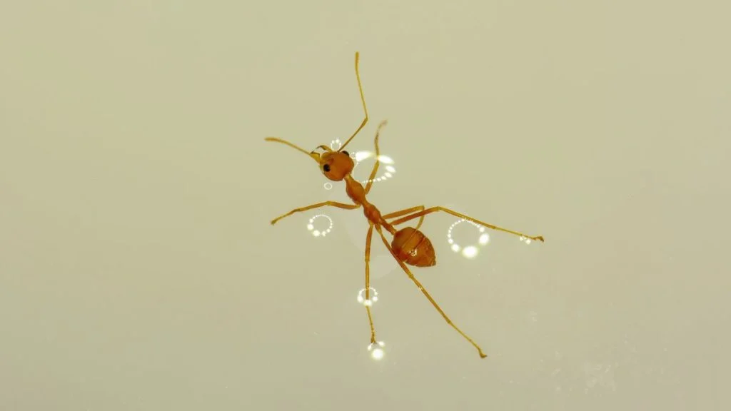 Can Ants Swim In Water (Top 5 Swimming Ants Species)