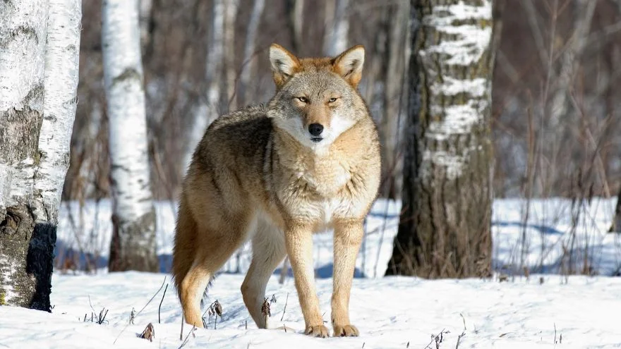 Coyote Standing in the Wild on Snow
