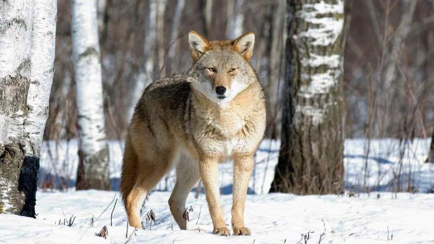 Can Coyotes Climb Trees (How High & How Fast)