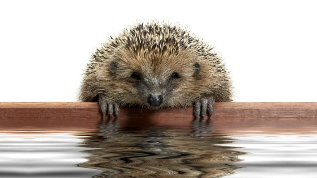 Can Hedgehogs Swim Do Hedgehogs Like Water