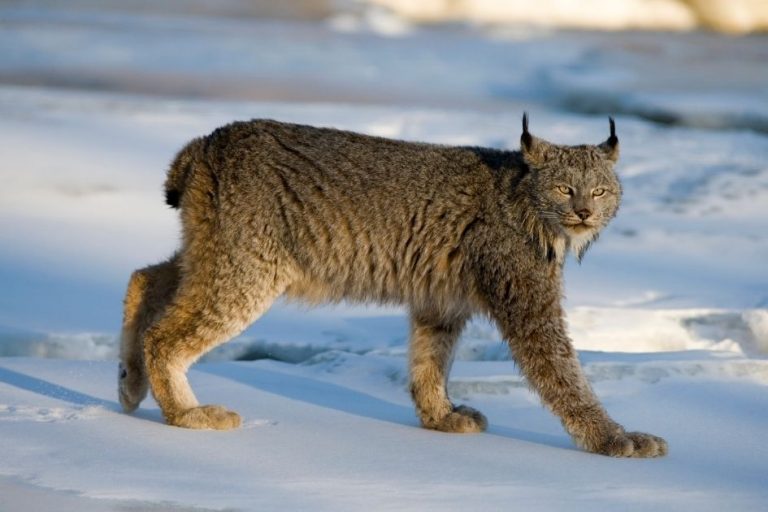 10 Most Dangerous Animals In Alaska That Are Deadly