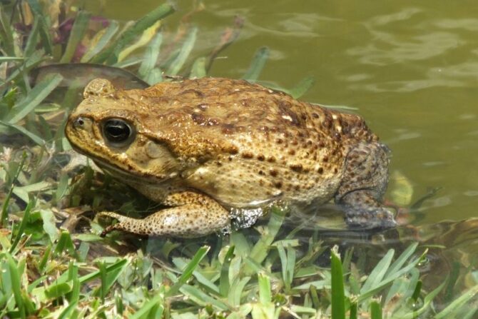 Cane Toad (Rhinella marina) Swimming In Lake