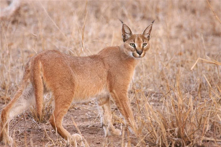 Caracal (Caracal caracal)