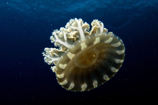 Cassiopea (Cassiopea andromeda) in Deep Blue Water
