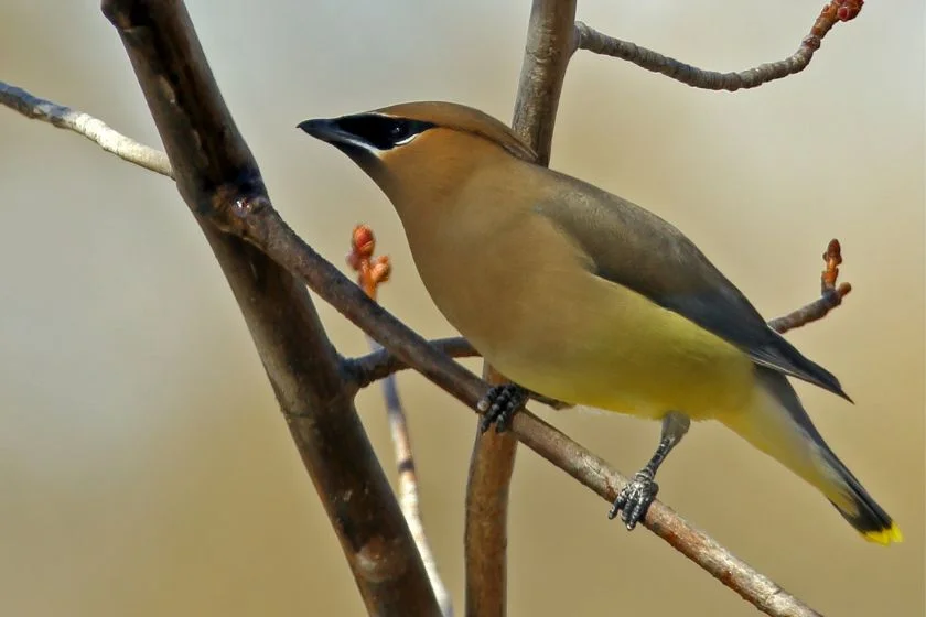 Cedar Waxwing (Bombycilla cedrorum)