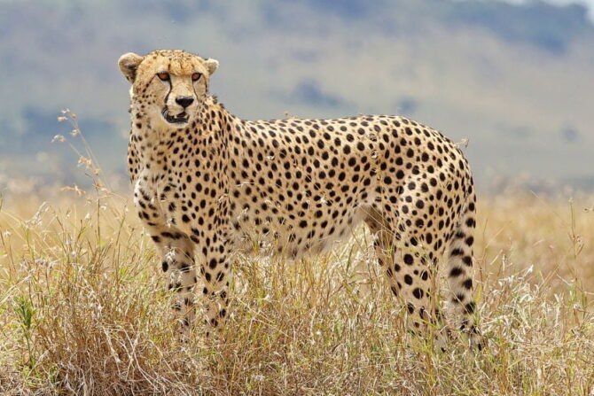 Cheetah (Acinonyx jubatus) Standing and Watching